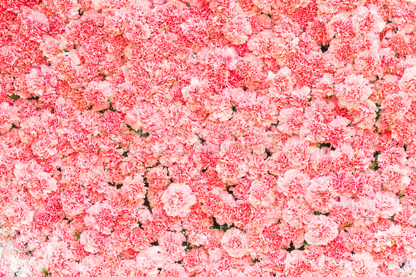 Foto stock: Hermosa · rosa · clavel · flor · textura · amor