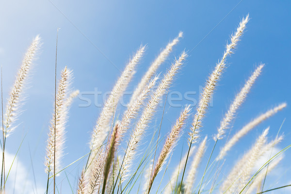 Gras blauwe hemel veer natuur hemel voorjaar Stockfoto © stoonn