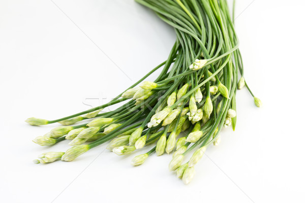 Chives flower Stock photo © stoonn