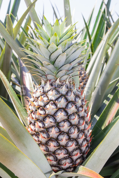 Ananas Anlage jungen Baum Essen Stock foto © stoonn