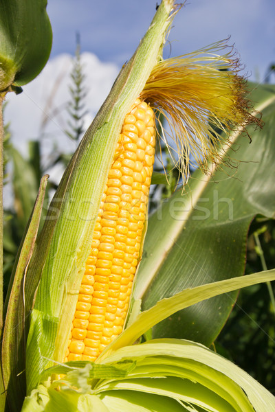 Close up corn on the stalk Stock photo © stoonn