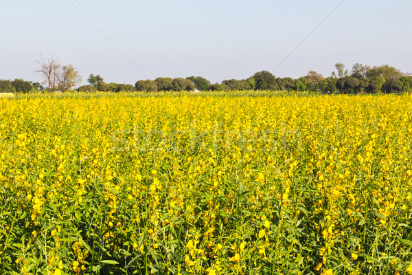 Printemps viol semences fleur champ de fleurs Thaïlande Photo stock © stoonn