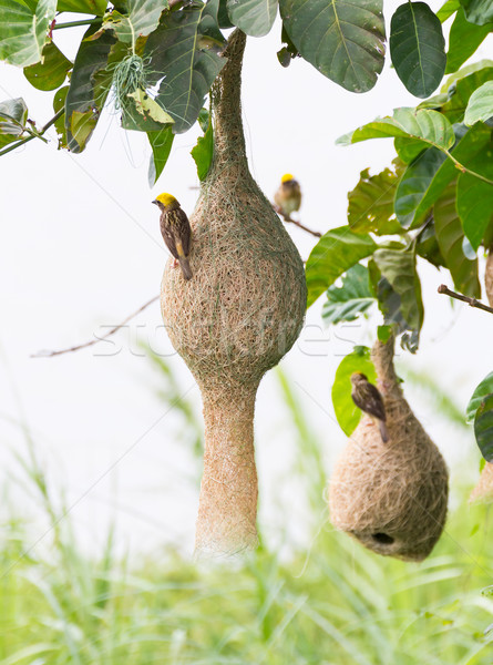 Baya weaver bird nest Stock photo © stoonn