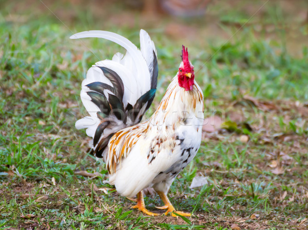 White Bantam  Stock photo © stoonn