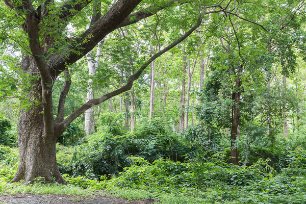 Stock photo: Tropical rainforest jungle in Thailand