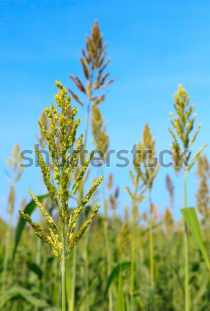 Millet field Stock photo © stoonn