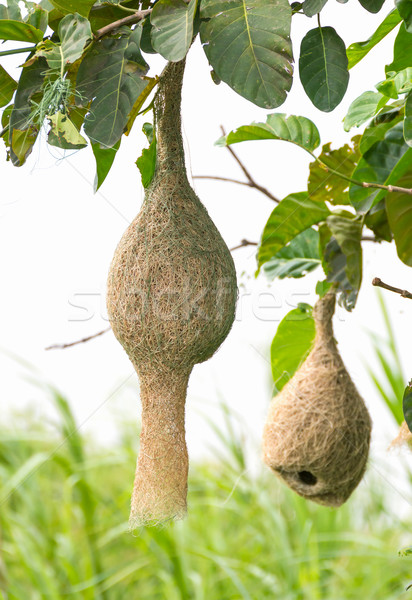 巣 鳥の巣 支店 ツリー 自然 美 ストックフォト © stoonn