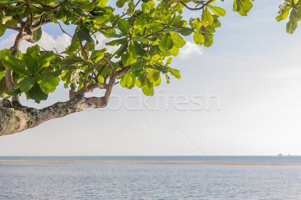 Feuilles vertes arbre paysage fond beauté [[stock_photo]] © stoonn