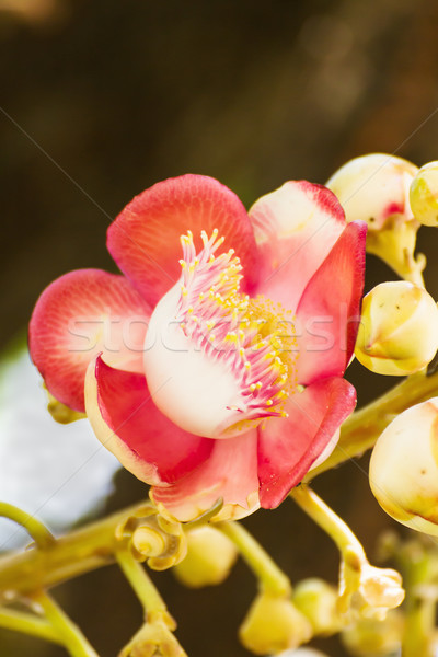 Shorea Robus flowers Stock photo © stoonn