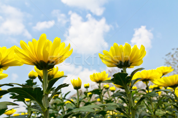 Stock photo: Yellow chrysanthemum  flowers