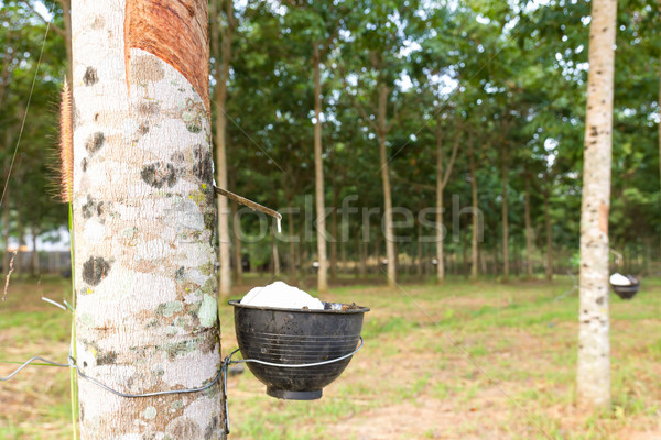 Latex gumi fa közelkép Thaiföld ipar Stock fotó © stoonn
