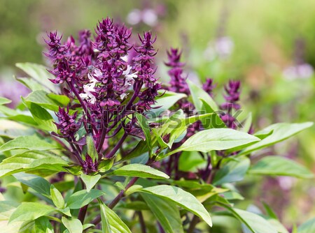 Albahaca flor frescos plantación médicos naturaleza Foto stock © stoonn