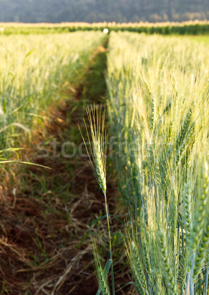 綠色 大麥 場 春天 草 商業照片 © stoonn