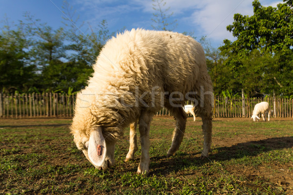 Sheep grazing   in the farm Stock photo © stoonn