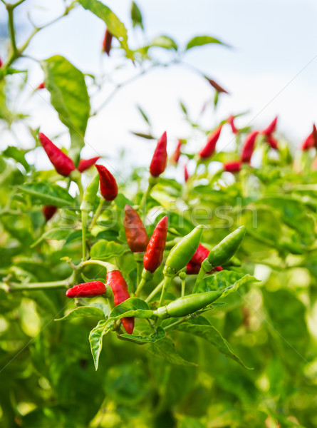 Piros forró chilipaprika fa chilipaprika természet Stock fotó © stoonn