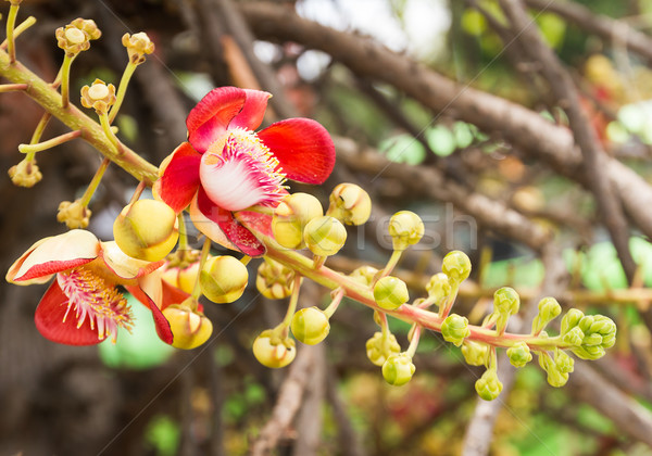 Cannon Ball or Sal of India flower Stock photo © stoonn