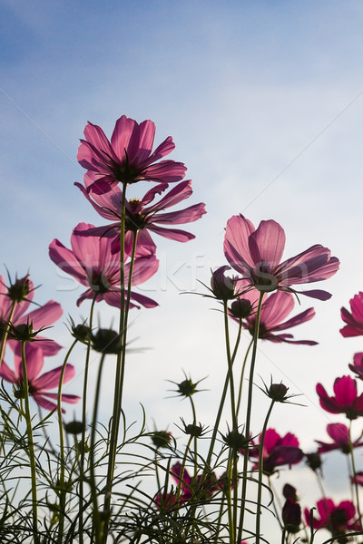 Rózsaszín virág család égbolt fű természet Stock fotó © stoonn