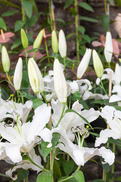 Közelkép fehér liliom virág virágoskert természet Stock fotó © stoonn