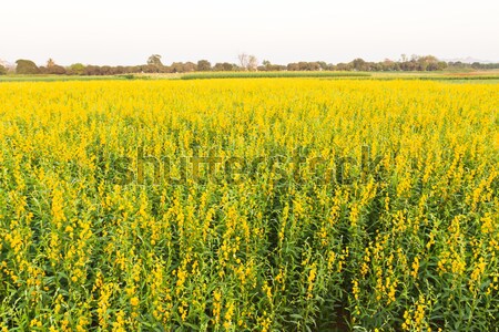 Flores amarillas escénico vista Tailandia cielo Foto stock © stoonn