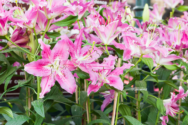Rosa Lily flor jardín de flores naturaleza Foto stock © stoonn