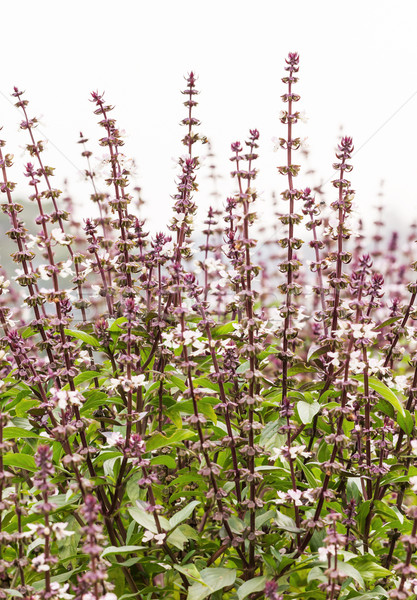 Basilicum bloesem vers plantage medische natuur Stockfoto © stoonn