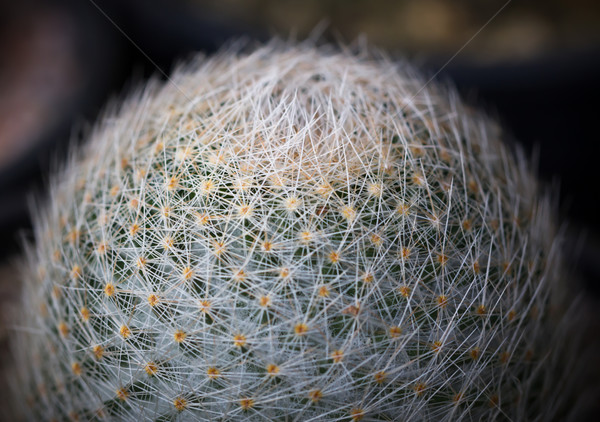 Mały Kaktus ogród zielone piasku Zdjęcia stock © stoonn