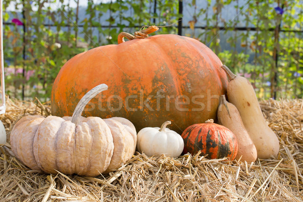 Foto d'archivio: Zucca · raccolto · stagione · farm · natura