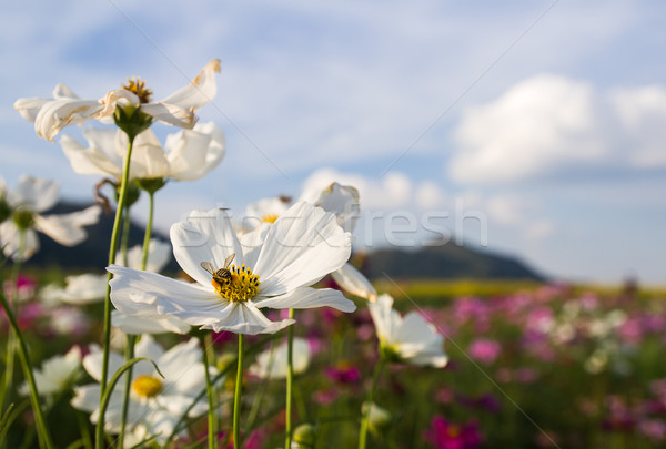 Beyaz çiçek aile gökyüzü çim doğa Stok fotoğraf © stoonn