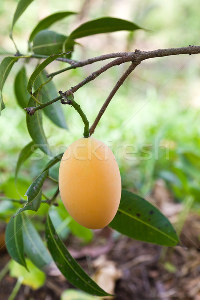 Maprang (thai fruit)  Stock photo © stoonn