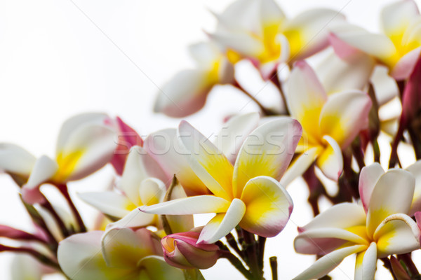 Foto stock: Flor · folha · jardim · laranja · branco