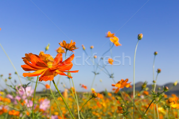 Closeup Orange cosmos flowers or Sulfur cosmos Stock photo © stoonn