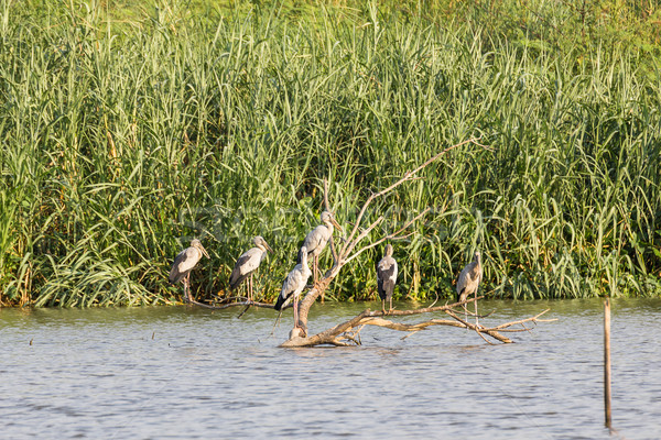 Flock of Asian Openbill in marsh Stock photo © stoonn