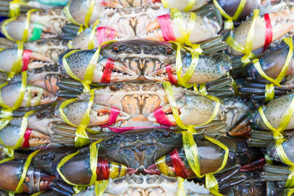 Close up Black Crab or Serrated Mud crab Stock photo © stoonn