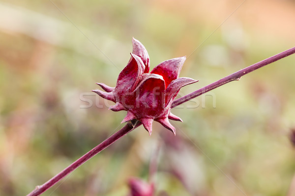ハイビスカス 種 ネイティブ 花 グループ 赤 ストックフォト © stoonn