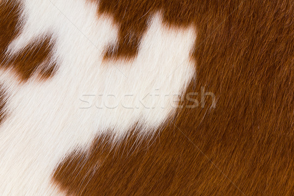 Brown and white cowhide Stock photo © stoonn