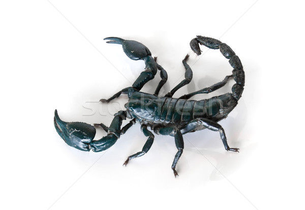 Grünen Skorpion weiß Natur Wüste schwarz Stock foto © stoonn