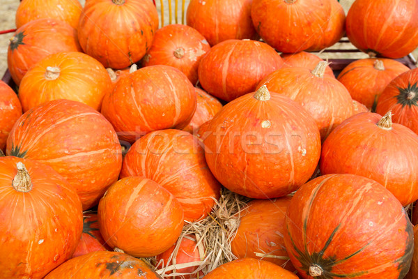 Calabazas venta granja rural país campo Foto stock © stoonn