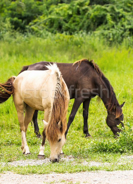 Horse in field  Stock photo © stoonn
