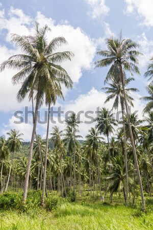 Kokospalme Bäume Kokosnuss Plantage Insel Thailand Stock foto © stoonn