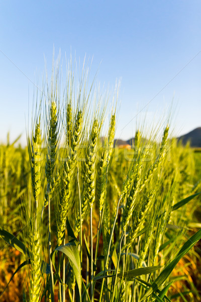 Green barley field on a sunny day Stock photo © stoonn