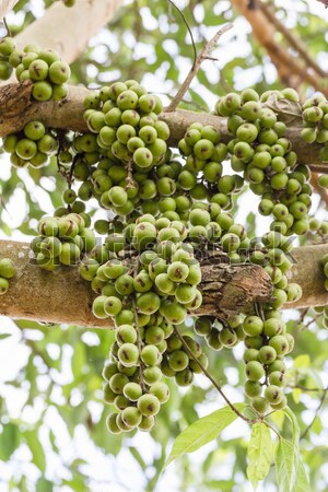 Fig fruit Stock photo © stoonn