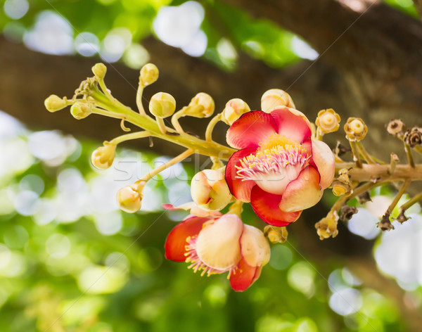 цветы пушечное ядро цветок лес природы красоту Сток-фото © stoonn