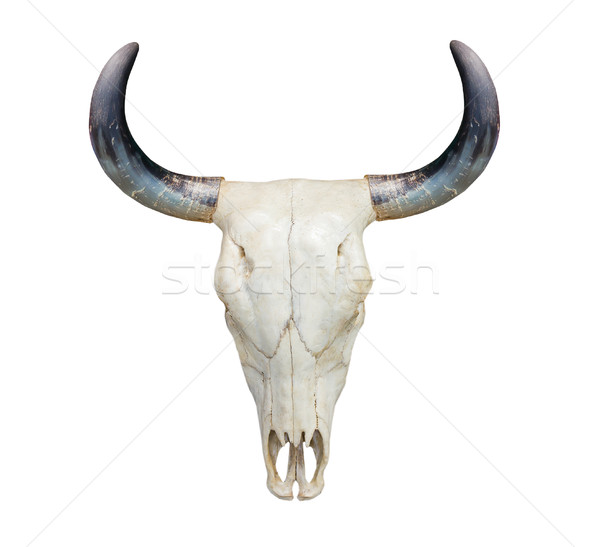 Head cow skull on white Stock photo © stoonn