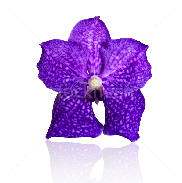 Beautiful violet orchid Stock photo © stoonn