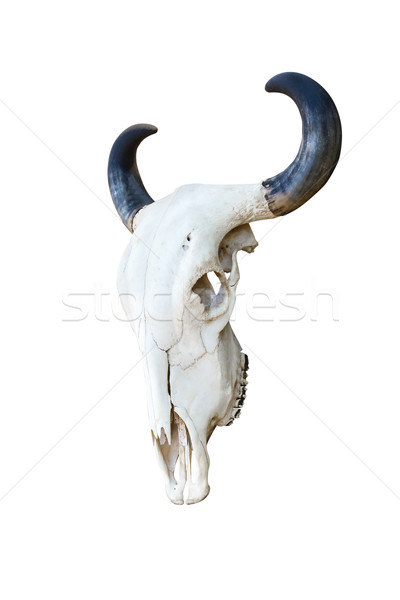 Buffalo skull  Stock photo © stoonn