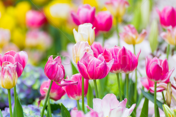 Roz lalea gradina de flori floare primăvară Imagine de stoc © stoonn