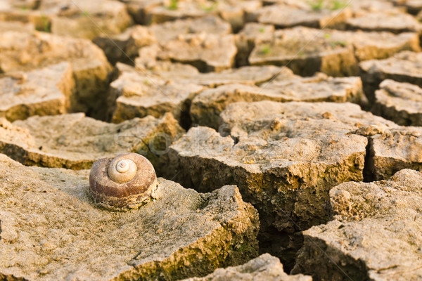 Küresel isınma kırık toprak salyangoz ölü iklim değişikliği Stok fotoğraf © stoonn