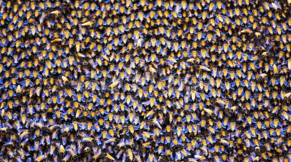 Bienen innerhalb Bienenstock Arbeit abstrakten Stock foto © stoonn