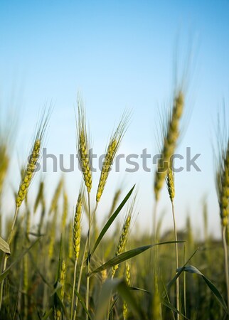 Stockfoto: Groene · gerst · groeiend · veld · afbeelding