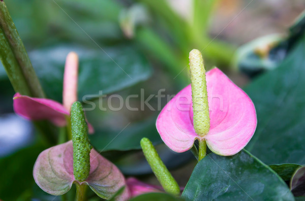 Floare flamingo gradina de flori Tailanda dragoste grădină Imagine de stoc © stoonn